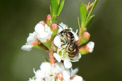 Lipotriches flavoviridis