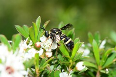 Leucopsina odyneroides
