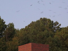Chaetura pelagica