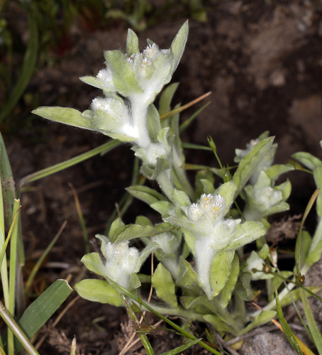 iNaturalist observation photo of western marsh cudweed