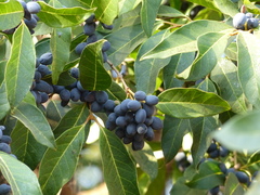 Olea dioica