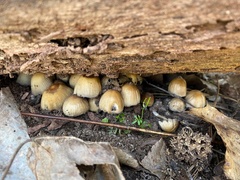 Micacei