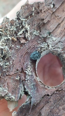 Epilachna nigrocincta