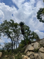 Aloe marlothii marlothii