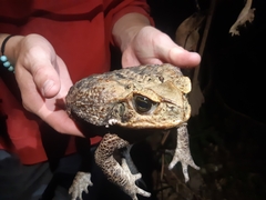 Rhinella marina