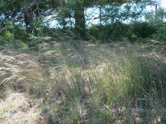 Austrostipa stuposa
