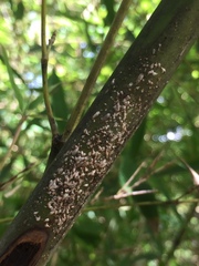 Kuwanaspis pseudoleucaspis