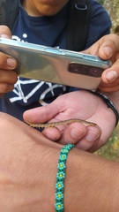 Hemiscolopendra marginata