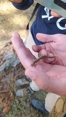 Hemiscolopendra marginata