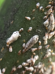 Kuwanaspis pseudoleucaspis