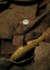 Xylaria clusiae