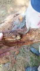 Hemiscolopendra marginata