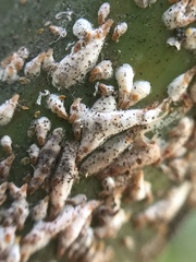 Kuwanaspis pseudoleucaspis