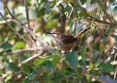 Campylorhynchus gularis