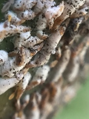 Kuwanaspis pseudoleucaspis