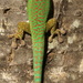 Réunion Island Ornate Day Gecko - Photo (c) B.navez, some rights reserved (CC BY-SA)