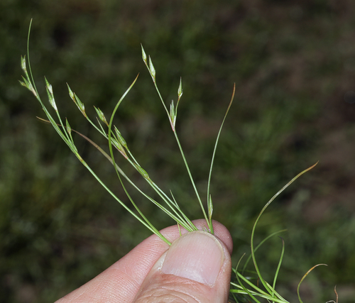 iNaturalist observation photo of Toad rush
