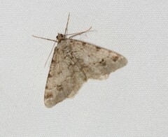 Macaria signaria
