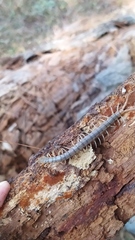 Hemiscolopendra marginata