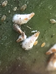 Kuwanaspis pseudoleucaspis