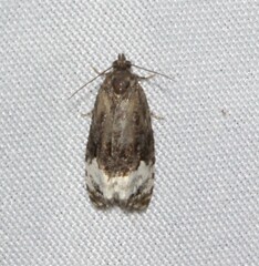 Apotomis capreana