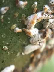 Kuwanaspis pseudoleucaspis