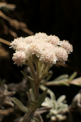 Ewartiothamnus sinclairii