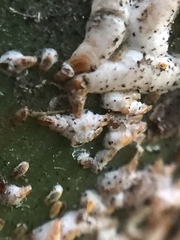 Kuwanaspis pseudoleucaspis