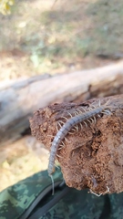 Hemiscolopendra marginata