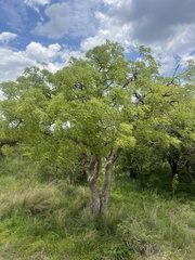 Steganotaenia araliacea