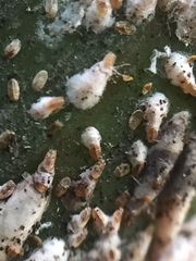 Kuwanaspis pseudoleucaspis