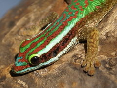 Manapany Day Gecko photo 3