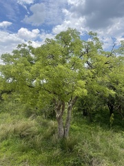 Steganotaenia araliacea
