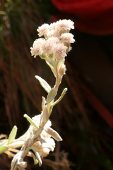 Ewartiothamnus sinclairii