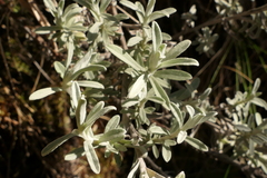 Ewartiothamnus sinclairii