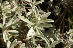 Ewartiothamnus sinclairii