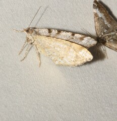 Macaria pinistrobata