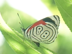 Diaethria anna