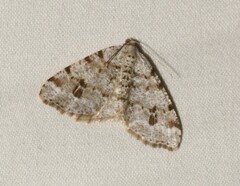 Macaria pinistrobata