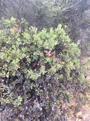 Arctostaphylos glandulosa