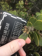 Arctostaphylos glandulosa