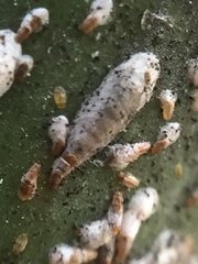 Kuwanaspis pseudoleucaspis