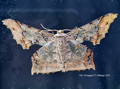 Krananda semihyalina