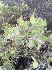 Arctostaphylos glandulosa