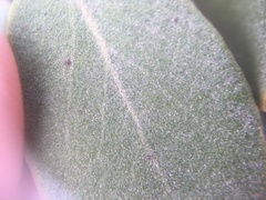 Arctostaphylos glandulosa