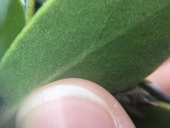 Arctostaphylos glandulosa