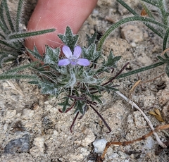 Langloisia setosissima setosissima