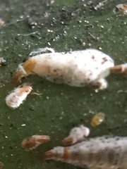 Kuwanaspis pseudoleucaspis