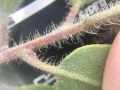 Arctostaphylos glandulosa