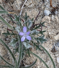 Langloisia setosissima setosissima